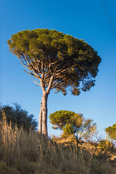 Shot of a big tree of the mountain at the afternoon in Collserola