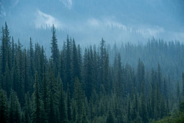 istock Landscape Views of Jasper National Park Forrest Fires 1353845012