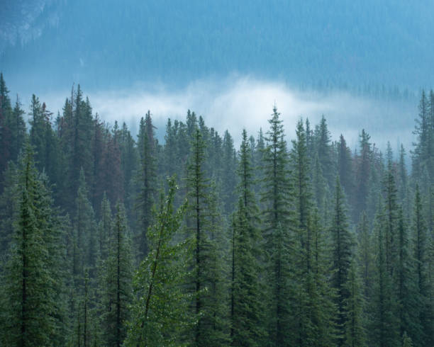 istock Landscape Views of Jasper National Park Forrest Fires 1353845014