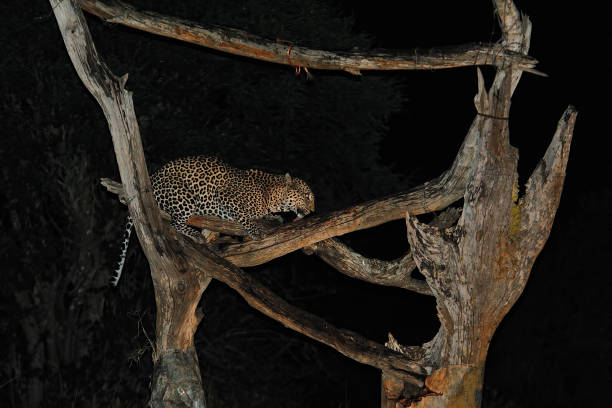 istock A picture of a leopard while is eating 1353845930
