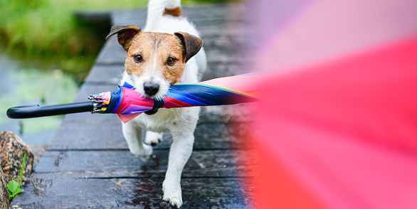 Jack Russell Terrier running with tall umbrella