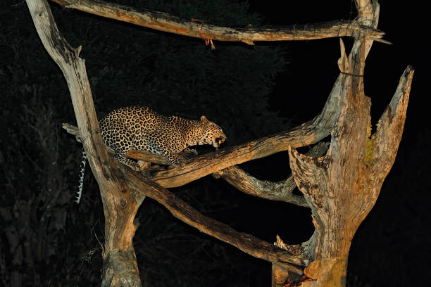 istock A picture of a leopard while is eating 1353846440