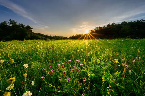Sunset on a beautiful flowering meadow. Dramatic sky with sunbeams.