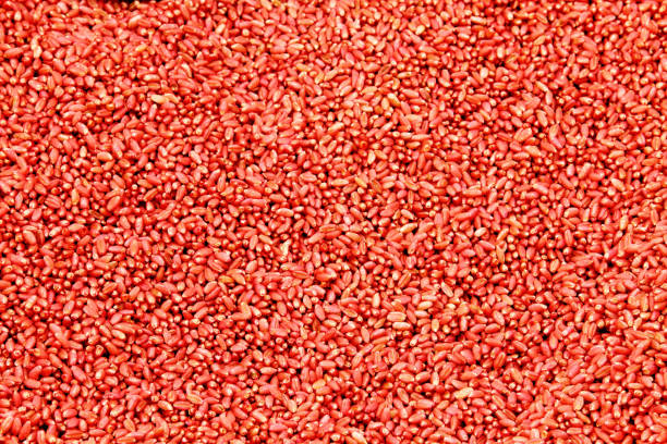 Treated wheat seed stock photo