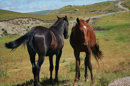 Portrait of two horses in a summer meadow with mountains on the background. Image with a red and a brown colored horses standing side by side.