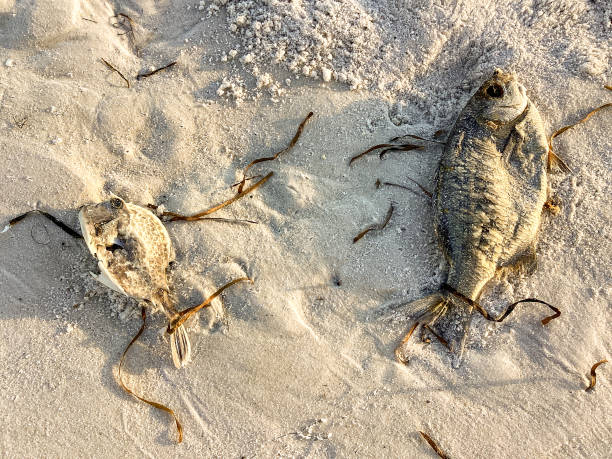 istock Red Tide Fish Kill on Panama City Beach, Florida, USA 1353849318
