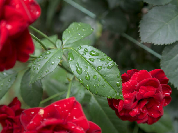 Raindrops on the leaf of a rose tree, close up