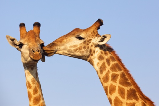 Giraffe pair bonding in the Kruger National Park, South Africa.
