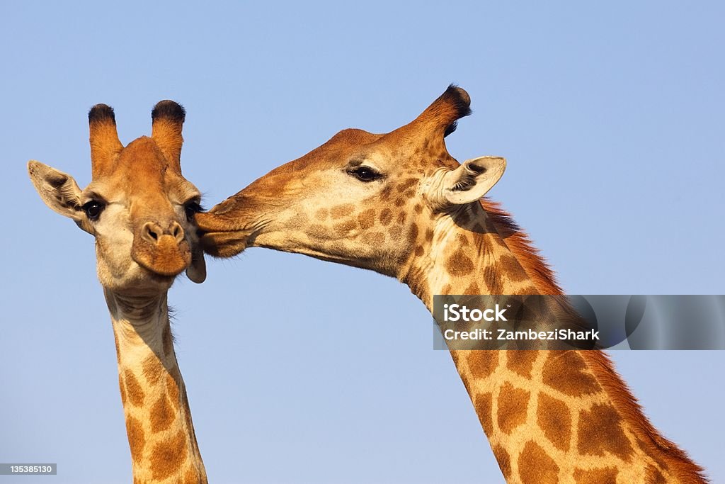 Giraffe Kiss Giraffe pair bonding in the Kruger National Park, South Africa. Animal Stock Photo