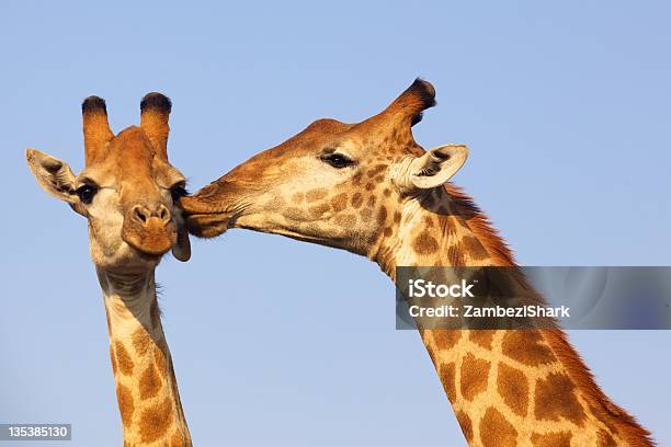 Giraffe Kiss Stock Photo - Download Image Now - Animal, Kissing, Giraffe