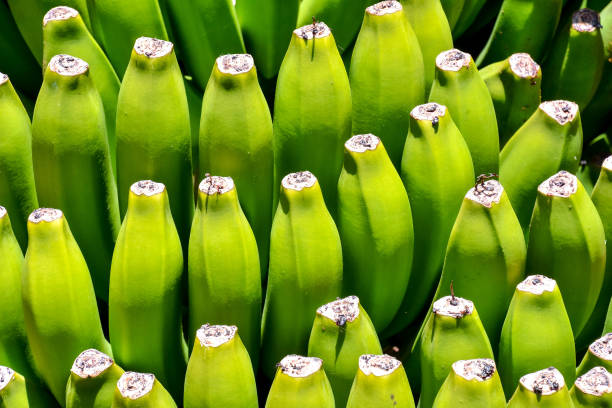 Banana fruits. A cluster of bananas