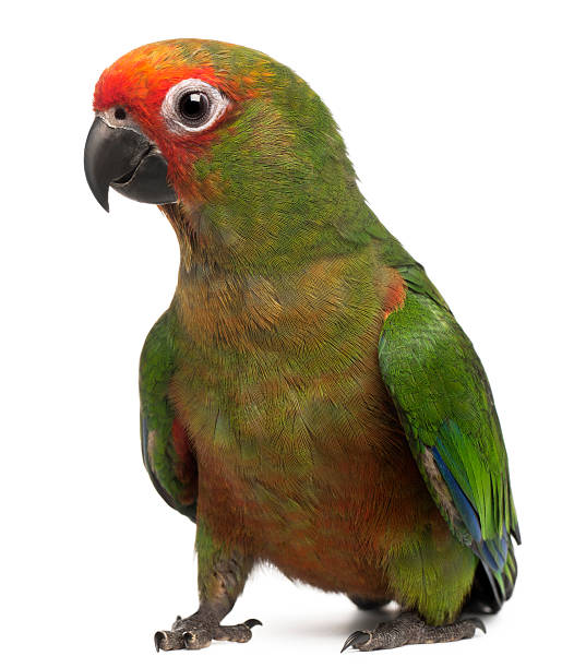 istock Golden-fronted Conure, Aratinga auricapilla aurifrons, 3 months old 135385451