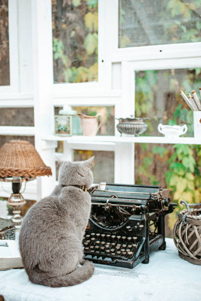 Cat and vintage typewriter in shabby chic room