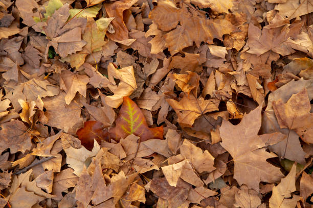 istock Autumn leaves laying on the ground 1353856140