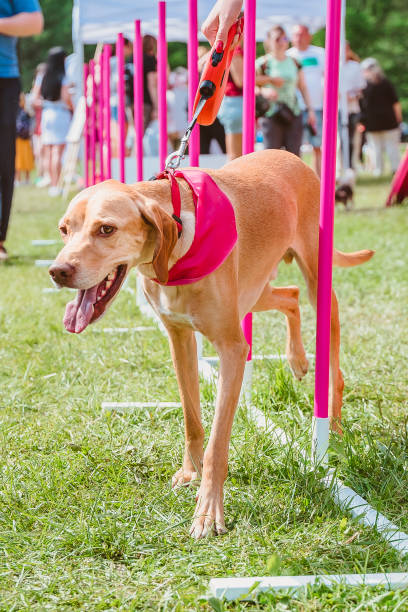 istock Hungarian vyzhla passes the obstacle course for agility competitions. 1353856169