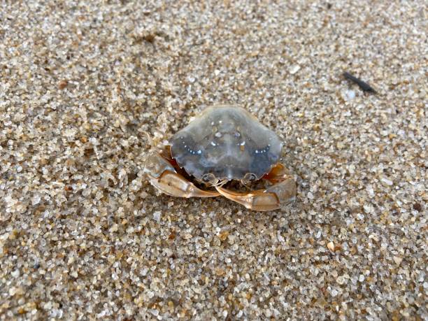 istock Crab in the sand at the beach 1353856514