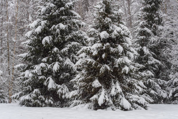 istock Snowy fir trees in the forest during snowfall 1353857766