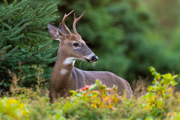 White-tailed deer or Virginia deer, male animal White-tailed deer, odocoileus virginianus, in autumn white tail deer stock pictures, royalty-free photos & images