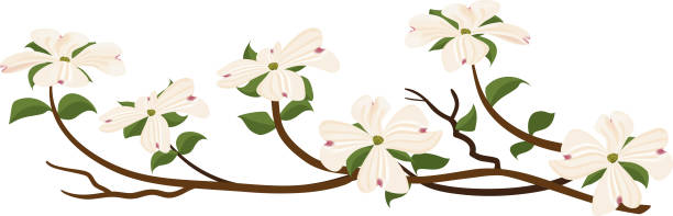 Flowering White Dogwood Branch vector art illustration