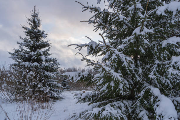 istock Two snowy fir trees in the forest on cold winter evening. 1353858293