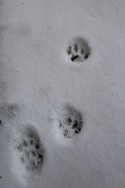 istock Cat paw prints on snow in winter 1353859055