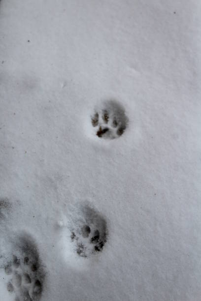istock Cat paw prints on snow in winter 1353859056