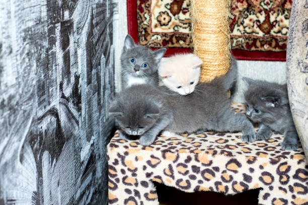 istock four month-old kittens play on a scratching post 1353859764