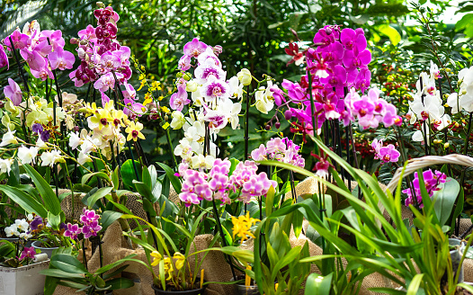 Different types of lilac, white and yellow orchids in flower pots in a greenhouse. The concept of growing exotic plants.