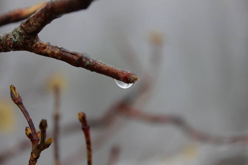 drops of spring rain on the opening buds. selective focus, shallow depth of field