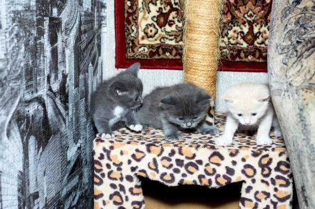 istock little kittens have fun playing on a scratching post 1353863399
