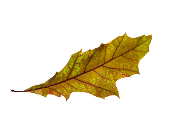 istock Mix of color autumn leaf on white background 1353863521