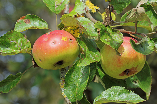 The apples and leaves were damaged by the hail.\nVariety Brettacher Gewürzapfel.