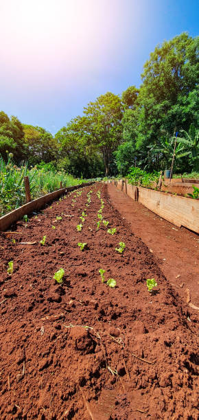 istock Growing plants. Plantation with various vegetables on farm in sunny day. Space for text. 1353864319