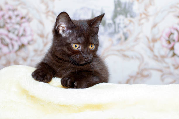 istock portrait of a British brown kitten on a plaid 1353864471