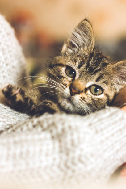 istock Little beautiful kitty in her arms. Favorite pet. Cat muzzle 1353864591
