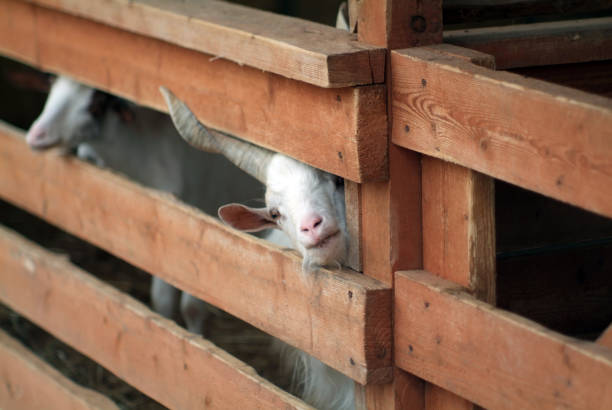 istock screw-legged goat in the zoo 1353864651