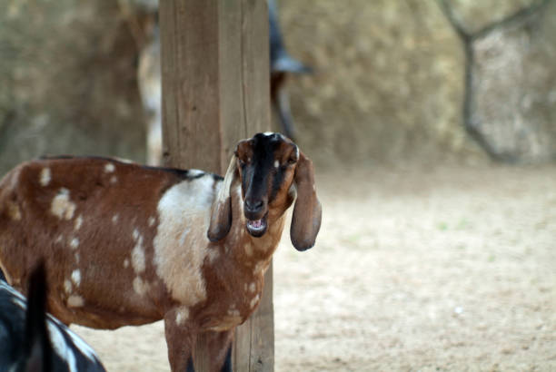 istock fold-eared goat at the zoo 1353864707