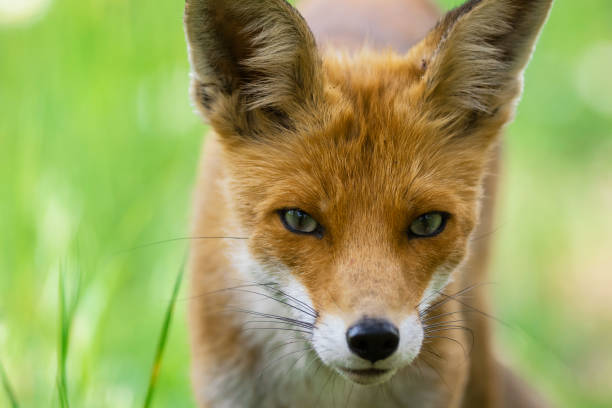 istock Portrait red fox Vulpes vulpes in the wild 1353864733
