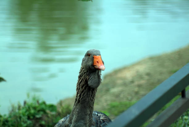 istock goose on the pond in the zoo 1353864894