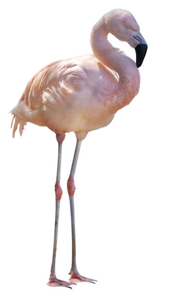 istock fine pink standing flamingo isolated on white 1353865853