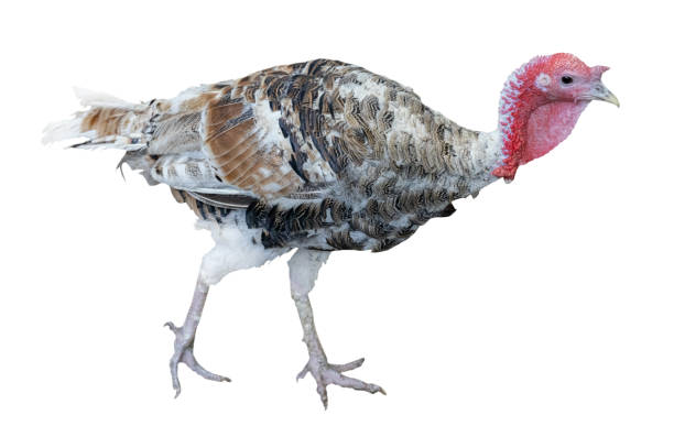 istock isolated young turkey male 1353865864