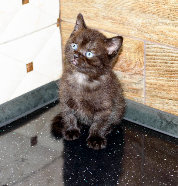 brown little kitten sitting in the corner - 2586 imagens e fotografias de stock