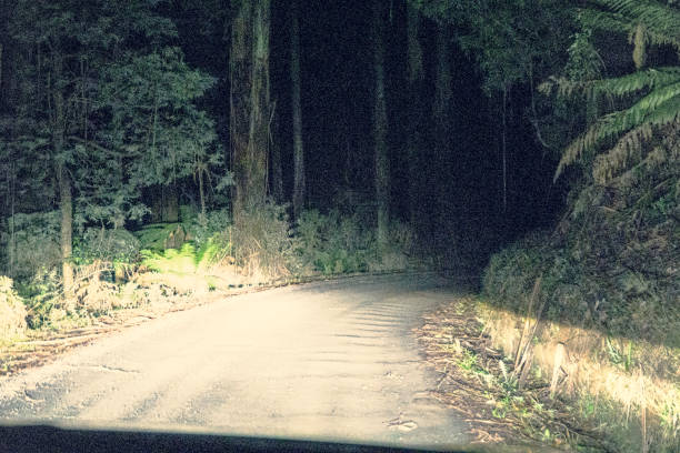 istock Driving through a forest in Australia at night. 1353866100