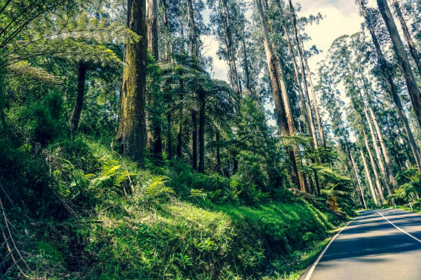 istock A road next to the rainforest in Australia. 1353867038