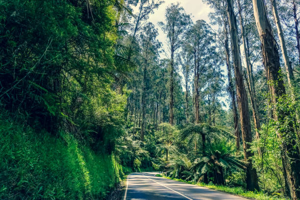 istock A road through a rainforest in Australia. 1353867231
