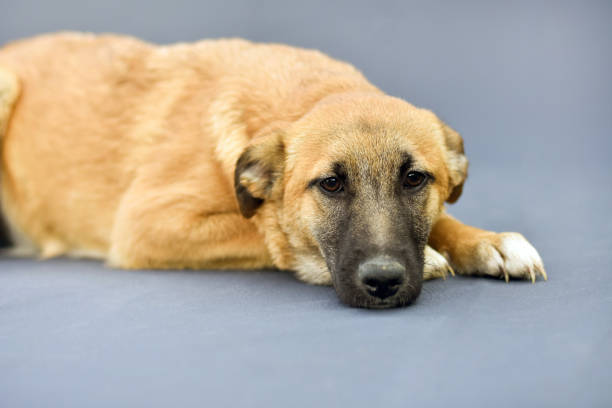 istock sad yellow dog on gray background 1353867451