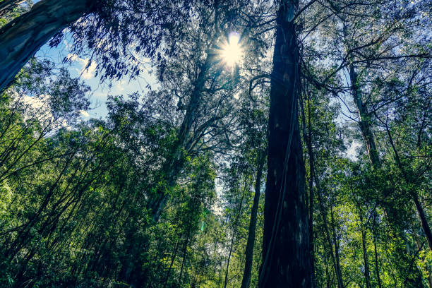 istock View into the treetop in the rainforest. 1353867527
