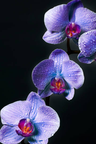 istock Purple Orchid flowers with dew drops (space for copy) 1353868247