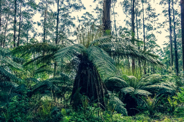 istock View into the rainforest in Australia. 1353868470