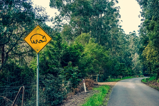 A path in the Australian rainforest with the sign: \
